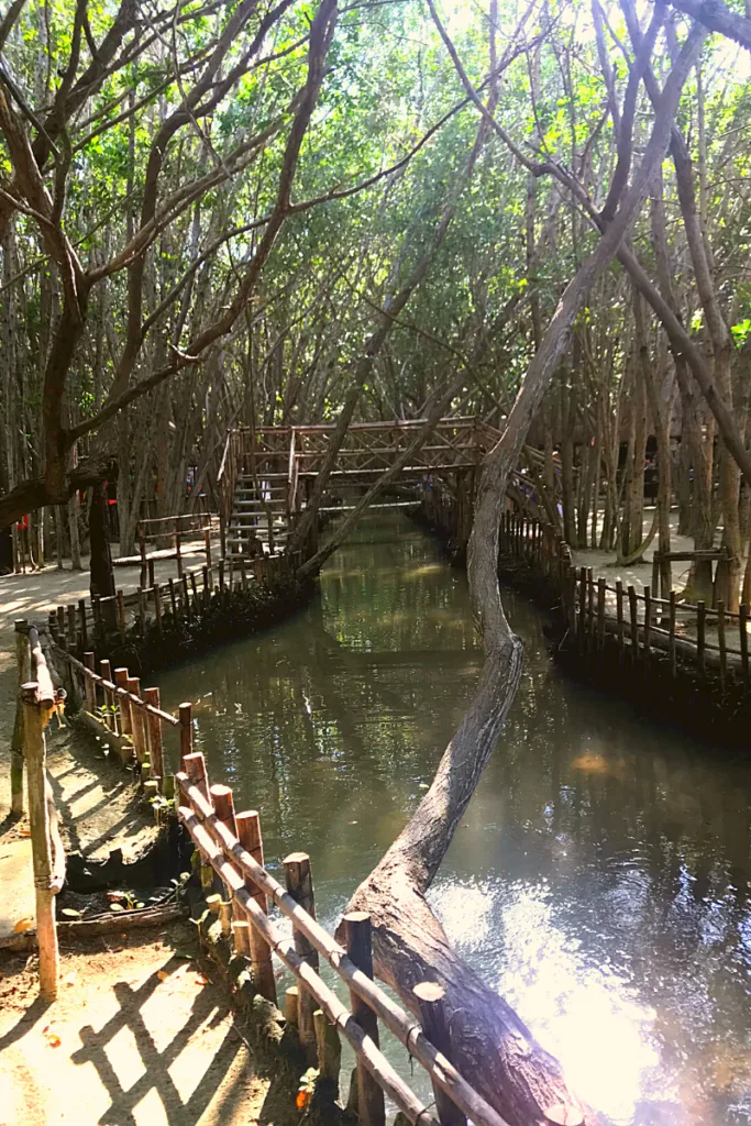 El corcito paths through the mangroves