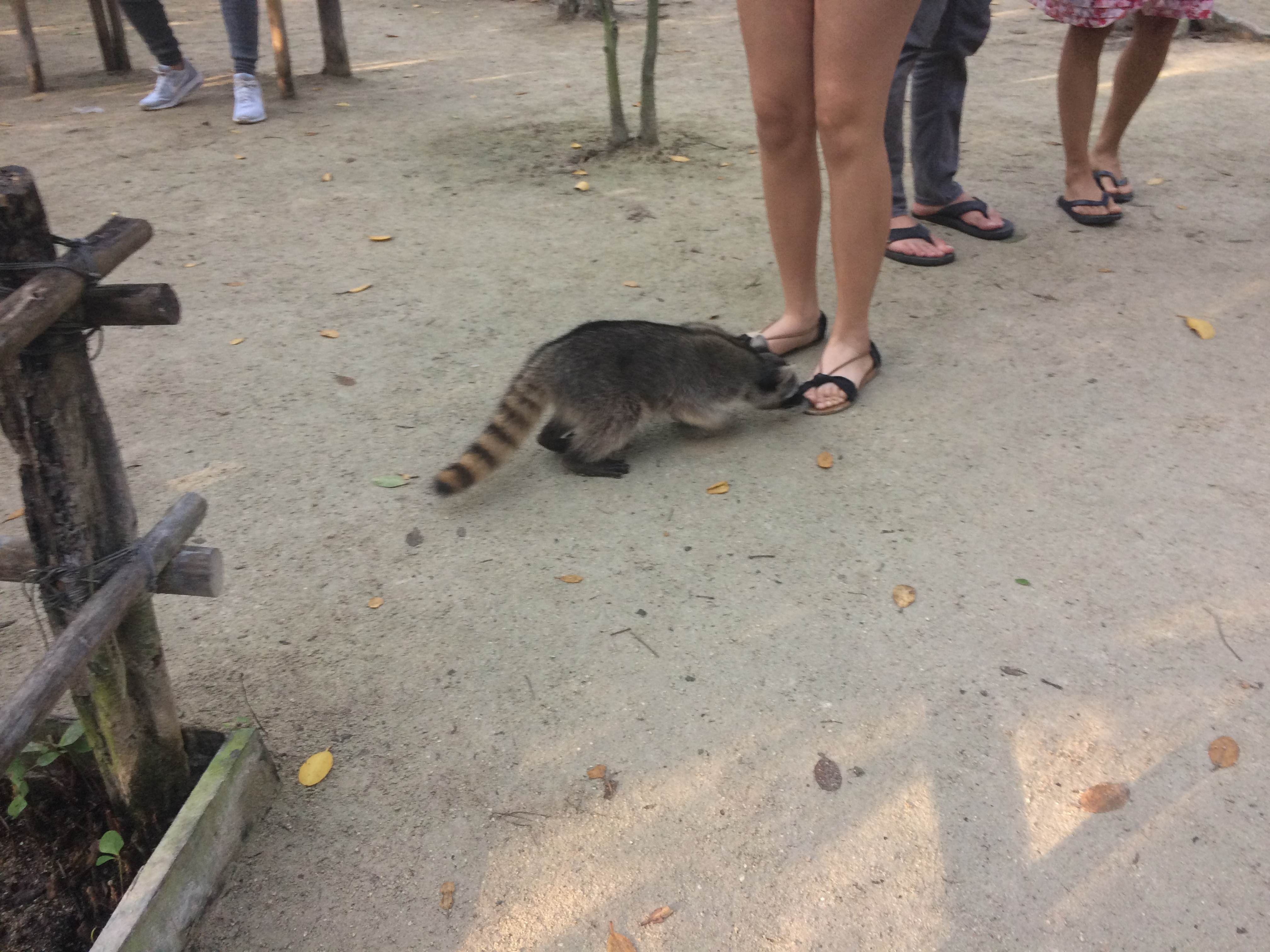 racoon at el corcito Ecological Reserve